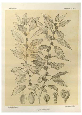 Reproducción/Reproduction 49785845456: Histoire physique, naturelle, et politique de Madagascar. Paris :Impr. nationale,1885-. 