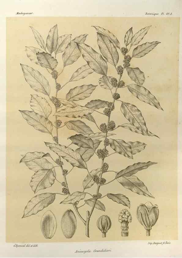 Reproducción/Reproduction 49785845456: Histoire physique, naturelle, et politique de Madagascar. Paris :Impr. nationale,1885-. 