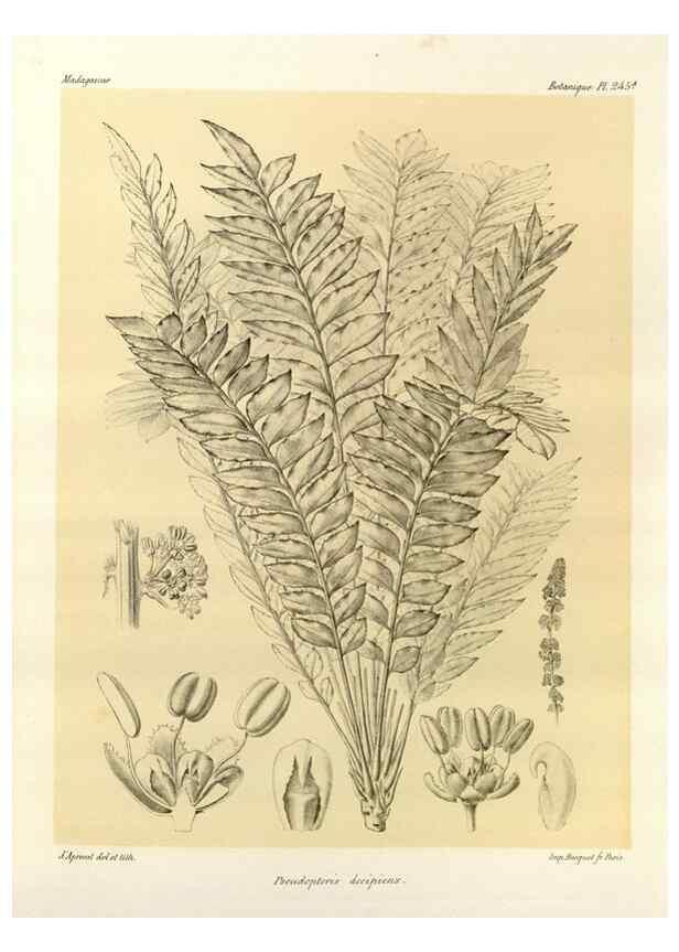 Reproducción/Reproduction 49785938726: Histoire physique, naturelle, et politique de Madagascar. Paris :Impr. nationale,1885-. 
