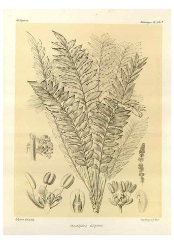 Reproducción/Reproduction 49785938726: Histoire physique, naturelle, et politique de Madagascar. Paris :Impr. nationale,1885-. 