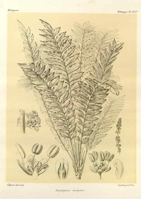 Reproducción/Reproduction 49785938726: Histoire physique, naturelle, et politique de Madagascar. Paris :Impr. nationale,1885-. 