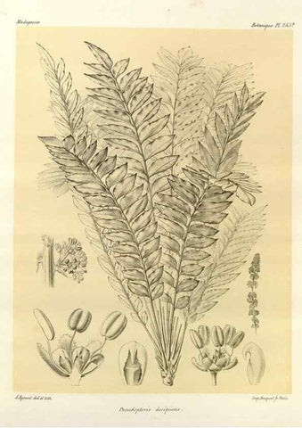 Reproducción/Reproduction 49785938726: Histoire physique, naturelle, et politique de Madagascar. Paris :Impr. nationale,1885-. 