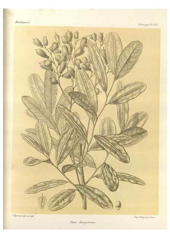 Reproducción/Reproduction 49785938026: Histoire physique, naturelle, et politique de Madagascar. Paris :Impr. nationale,1885-. 