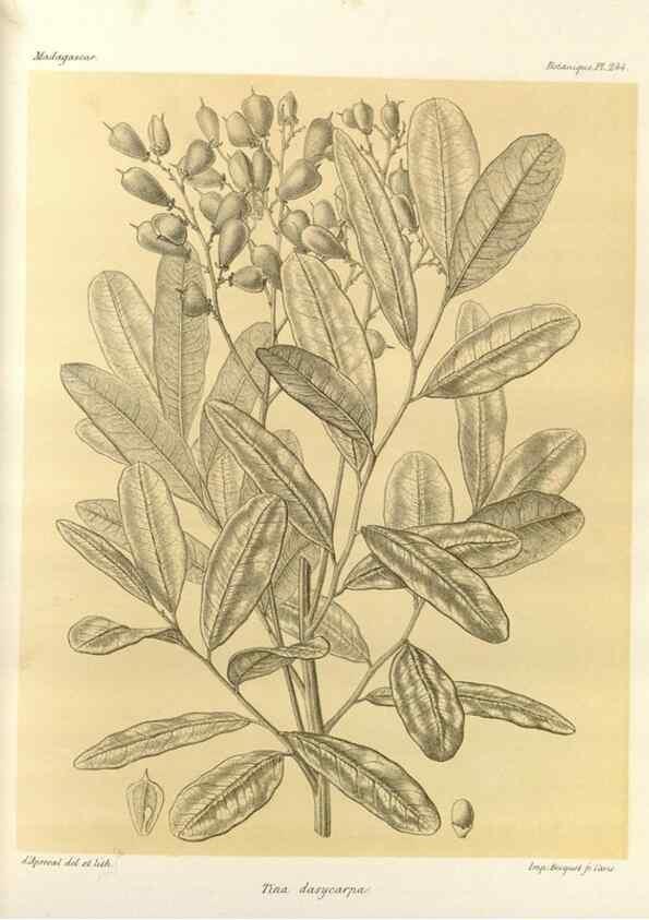 Reproducción/Reproduction 49785938026: Histoire physique, naturelle, et politique de Madagascar. Paris :Impr. nationale,1885-. 