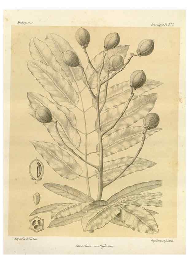 Reproducción/Reproduction 49786253197: Histoire physique, naturelle, et politique de Madagascar. Paris :Impr. nationale,1885-. 