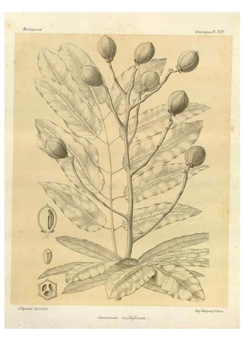 Reproducción/Reproduction 49786253197: Histoire physique, naturelle, et politique de Madagascar. Paris :Impr. nationale,1885-. 