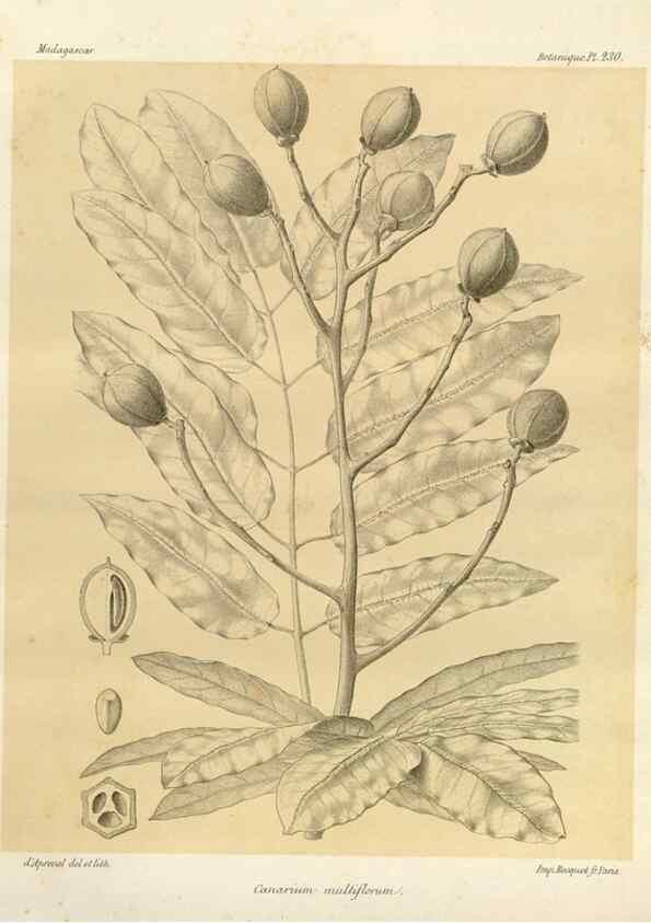 Reproducción/Reproduction 49786253197: Histoire physique, naturelle, et politique de Madagascar. Paris :Impr. nationale,1885-. 