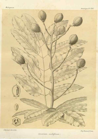 Reproducción/Reproduction 49786253197: Histoire physique, naturelle, et politique de Madagascar. Paris :Impr. nationale,1885-. 