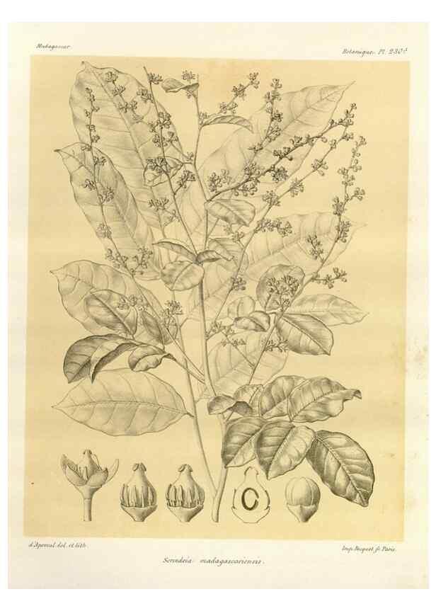 Reproducción/Reproduction 49785932621: Histoire physique, naturelle, et politique de Madagascar. Paris :Impr. nationale,1885-. 