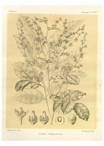 Reproducción/Reproduction 49785932621: Histoire physique, naturelle, et politique de Madagascar. Paris :Impr. nationale,1885-. 