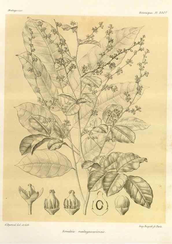 Reproducción/Reproduction 49785932621: Histoire physique, naturelle, et politique de Madagascar. Paris :Impr. nationale,1885-. 
