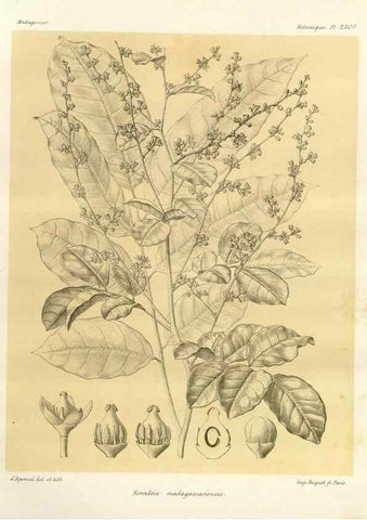 Reproducción/Reproduction 49785932621: Histoire physique, naturelle, et politique de Madagascar. Paris :Impr. nationale,1885-. 