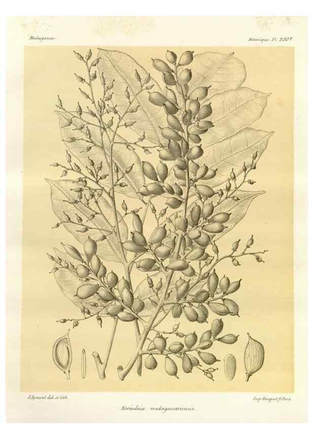 Reproducción/Reproduction 49785395828: Histoire physique, naturelle, et politique de Madagascar. Paris :Impr. nationale,1885-. 