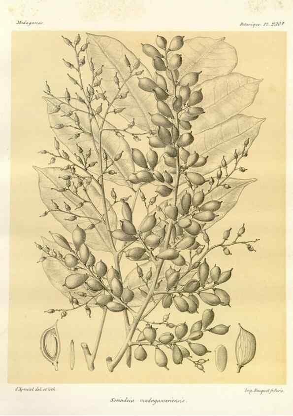 Reproducción/Reproduction 49785395828: Histoire physique, naturelle, et politique de Madagascar. Paris :Impr. nationale,1885-. 