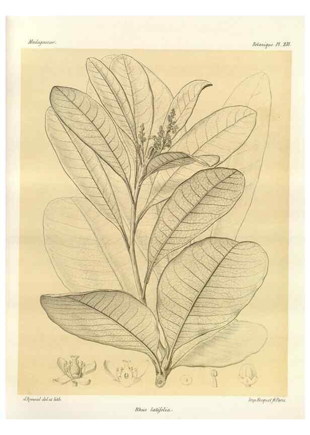 Reproducción/Reproduction 49785396213: Histoire physique, naturelle, et politique de Madagascar. Paris :Impr. nationale,1885-. 