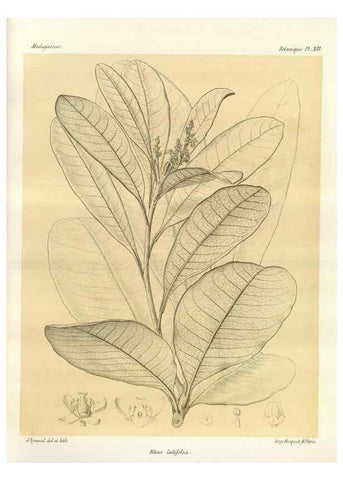 Reproducción/Reproduction 49785396213: Histoire physique, naturelle, et politique de Madagascar. Paris :Impr. nationale,1885-. 