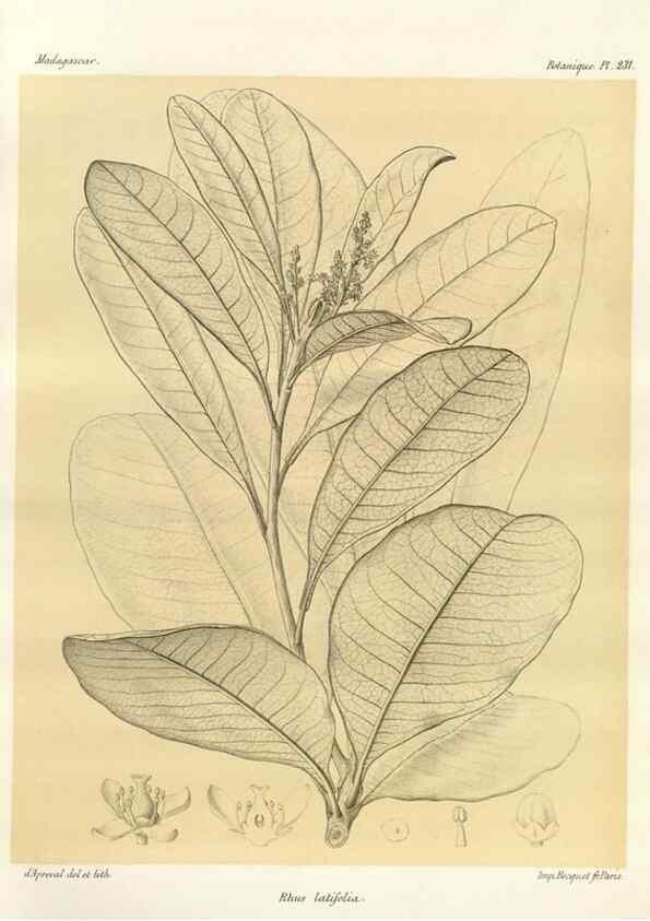 Reproducción/Reproduction 49785396213: Histoire physique, naturelle, et politique de Madagascar. Paris :Impr. nationale,1885-. 