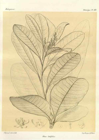 Reproducción/Reproduction 49785396213: Histoire physique, naturelle, et politique de Madagascar. Paris :Impr. nationale,1885-. 