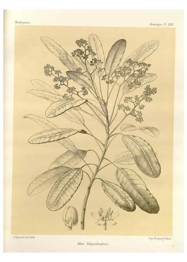 Reproducción/Reproduction 49785396558: Histoire physique, naturelle, et politique de Madagascar. Paris :Impr. nationale,1885-. 