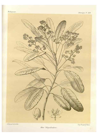 Reproducción/Reproduction 49785396558: Histoire physique, naturelle, et politique de Madagascar. Paris :Impr. nationale,1885-. 