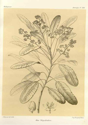 Reproducción/Reproduction 49785396558: Histoire physique, naturelle, et politique de Madagascar. Paris :Impr. nationale,1885-. 
