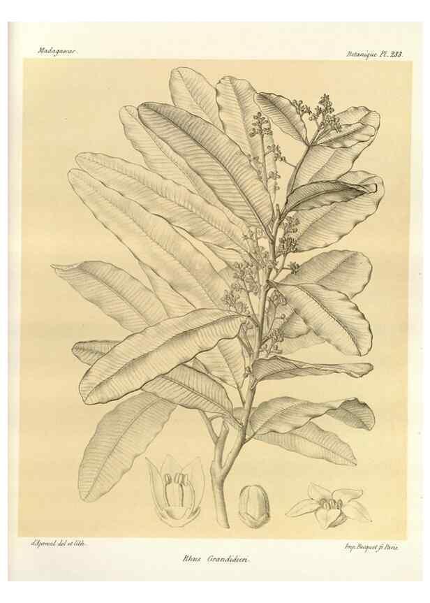 Reproducción/Reproduction 49785933876: Histoire physique, naturelle, et politique de Madagascar. Paris :Impr. nationale,1885-. 