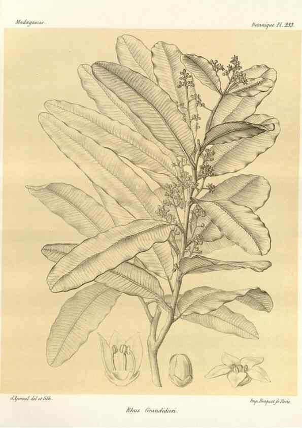 Reproducción/Reproduction 49785933876: Histoire physique, naturelle, et politique de Madagascar. Paris :Impr. nationale,1885-. 