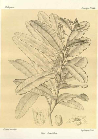 Reproducción/Reproduction 49785933876: Histoire physique, naturelle, et politique de Madagascar. Paris :Impr. nationale,1885-. 