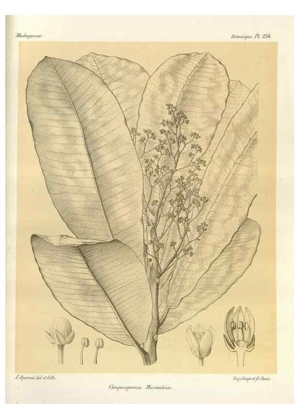 Reproducción/Reproduction 49785397208: Histoire physique, naturelle, et politique de Madagascar. Paris :Impr. nationale,1885-. 