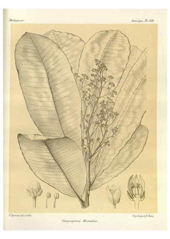 Reproducción/Reproduction 49785397208: Histoire physique, naturelle, et politique de Madagascar. Paris :Impr. nationale,1885-. 