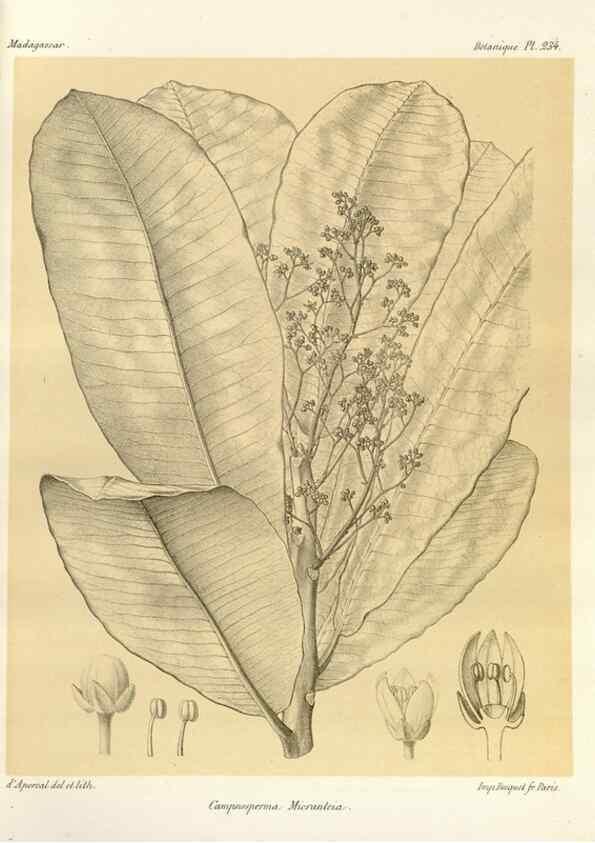 Reproducción/Reproduction 49785397208: Histoire physique, naturelle, et politique de Madagascar. Paris :Impr. nationale,1885-. 