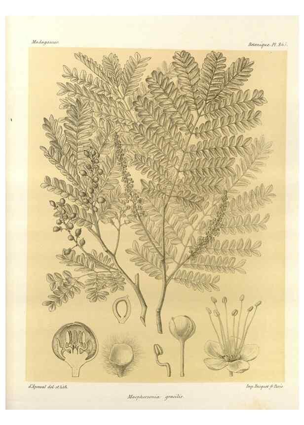 Reproducción/Reproduction 49785938441: Histoire physique, naturelle, et politique de Madagascar. Paris :Impr. nationale,1885-. 