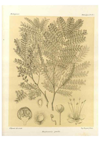 Reproducción/Reproduction 49785938441: Histoire physique, naturelle, et politique de Madagascar. Paris :Impr. nationale,1885-. 