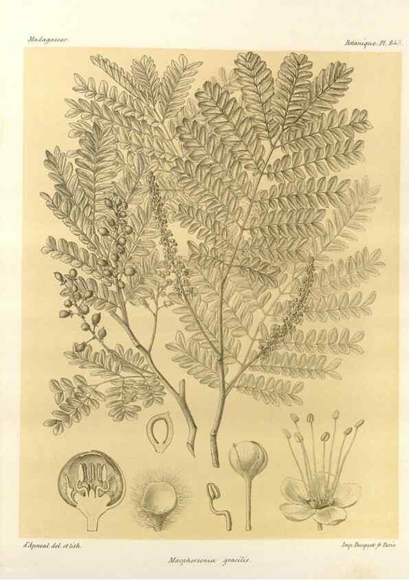 Reproducción/Reproduction 49785938441: Histoire physique, naturelle, et politique de Madagascar. Paris :Impr. nationale,1885-. 