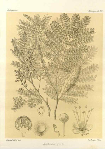 Reproducción/Reproduction 49785938441: Histoire physique, naturelle, et politique de Madagascar. Paris :Impr. nationale,1885-. 