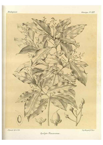 Reproducción/Reproduction 49785935366: Histoire physique, naturelle, et politique de Madagascar. Paris :Impr. nationale,1885-. 