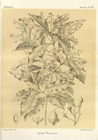 Reproducción/Reproduction 49785935366: Histoire physique, naturelle, et politique de Madagascar. Paris :Impr. nationale,1885-. 