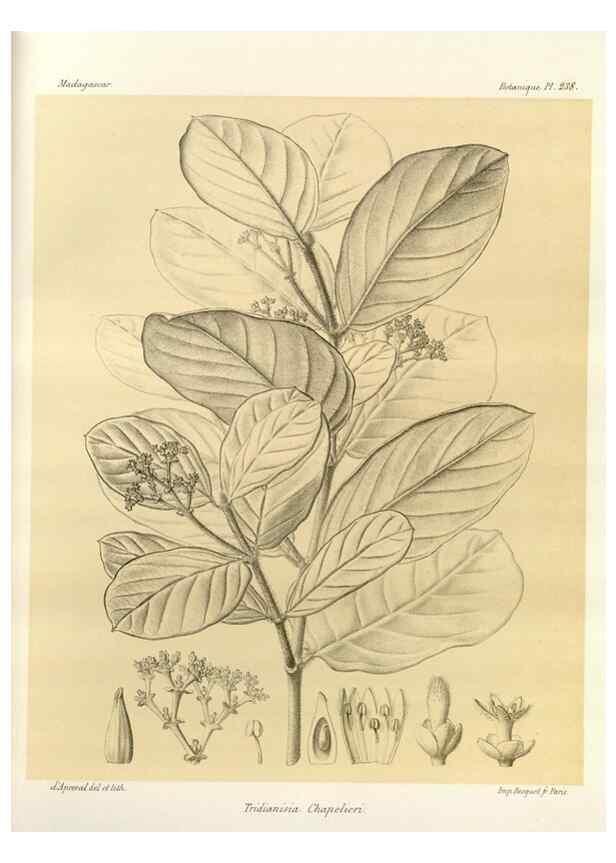 Reproducción/Reproduction 49785935731: Histoire physique, naturelle, et politique de Madagascar. Paris :Impr. nationale,1885-. 