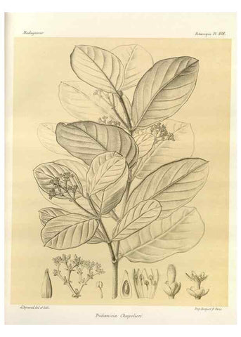 Reproducción/Reproduction 49785935731: Histoire physique, naturelle, et politique de Madagascar. Paris :Impr. nationale,1885-. 