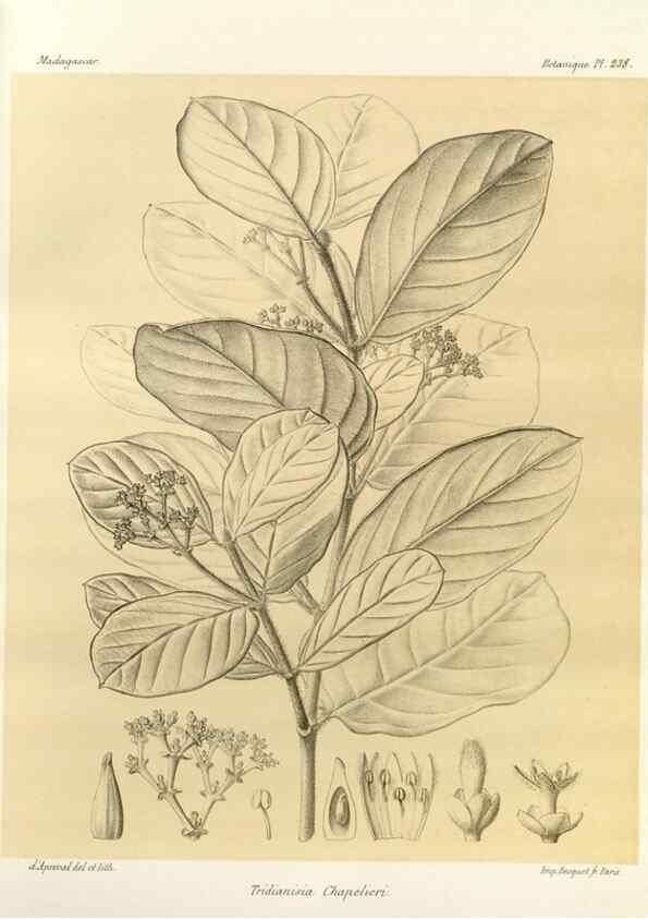 Reproducción/Reproduction 49785935731: Histoire physique, naturelle, et politique de Madagascar. Paris :Impr. nationale,1885-. 