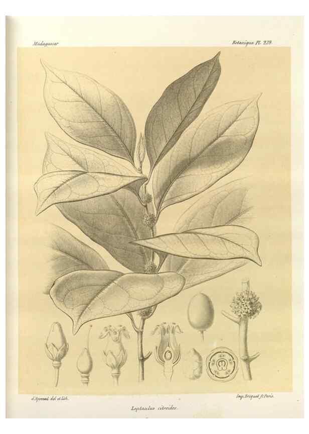 Reproducción/Reproduction 49785399153: Histoire physique, naturelle, et politique de Madagascar. Paris :Impr. nationale,1885-. 