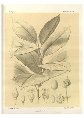 Reproducción/Reproduction 49785399153: Histoire physique, naturelle, et politique de Madagascar. Paris :Impr. nationale,1885-. 