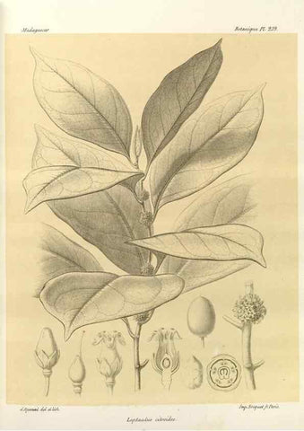 Reproducción/Reproduction 49785399153: Histoire physique, naturelle, et politique de Madagascar. Paris :Impr. nationale,1885-. 