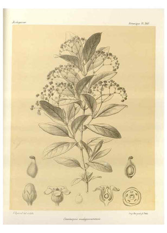 Reproducción/Reproduction 49786257227: Histoire physique, naturelle, et politique de Madagascar. Paris :Impr. nationale,1885-. 