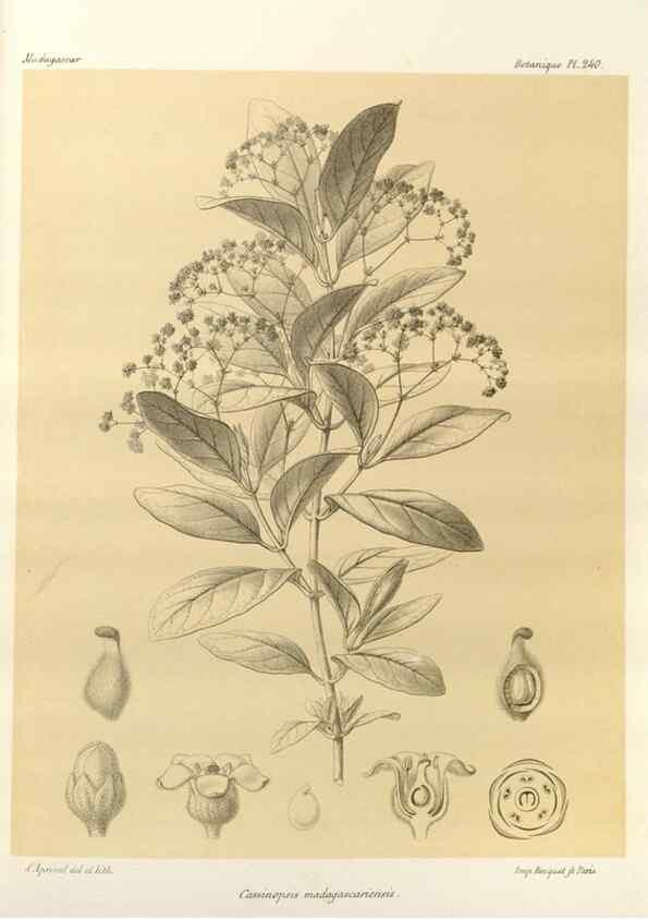 Reproducción/Reproduction 49786257227: Histoire physique, naturelle, et politique de Madagascar. Paris :Impr. nationale,1885-. 