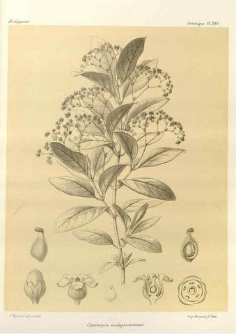 Reproducción/Reproduction 49786257227: Histoire physique, naturelle, et politique de Madagascar. Paris :Impr. nationale,1885-. 