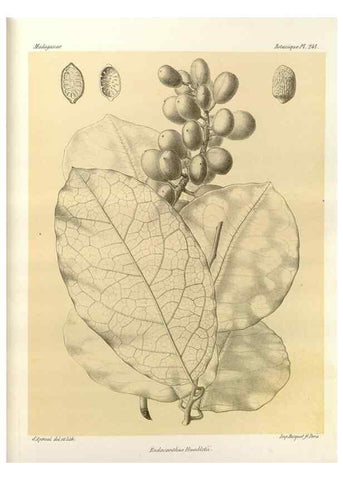 Reproducción/Reproduction 49786257637: Histoire physique, naturelle, et politique de Madagascar. Paris :Impr. nationale,1885-. 