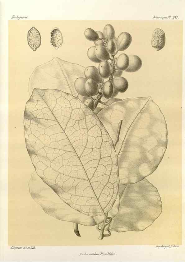 Reproducción/Reproduction 49786257637: Histoire physique, naturelle, et politique de Madagascar. Paris :Impr. nationale,1885-. 