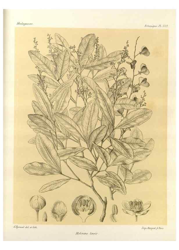 Reproducción/Reproduction 49786257972: Histoire physique, naturelle, et politique de Madagascar. Paris :Impr. nationale,1885-. 