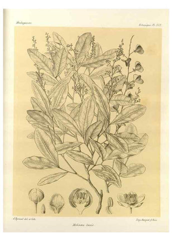 Reproducción/Reproduction 49786257972: Histoire physique, naturelle, et politique de Madagascar. Paris :Impr. nationale,1885-. 